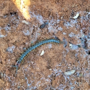 Cormocephalus aurantiipes at Jerrabomberra, ACT - 31 Oct 2021 11:56 AM