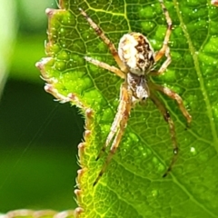 Salsa fuliginata (Sooty Orb-weaver) at Holt, ACT - 29 Oct 2021 by tpreston