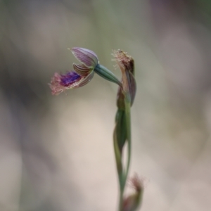 Calochilus platychilus at Jerrabomberra, NSW - 31 Oct 2021