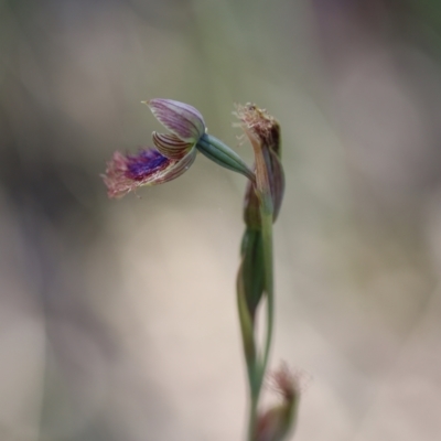 Calochilus platychilus (Purple Beard Orchid) at Jerrabomberra, NSW - 31 Oct 2021 by cherylhodges