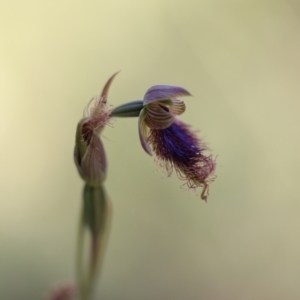 Calochilus platychilus at Jerrabomberra, NSW - suppressed