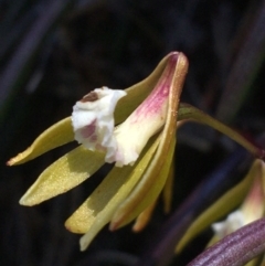 Dockrillia striolata (Streaked Rock Orchid) at Bungonia, NSW - 31 Oct 2021 by NedJohnston