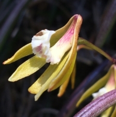 Dockrillia striolata at Bungonia, NSW - 31 Oct 2021