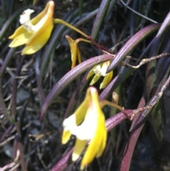 Dockrillia striolata at Bungonia, NSW - suppressed