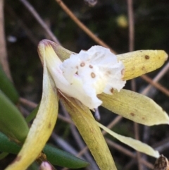 Dockrillia striolata (Streaked Rock Orchid) at Bungonia State Conservation Area - 31 Oct 2021 by Ned_Johnston