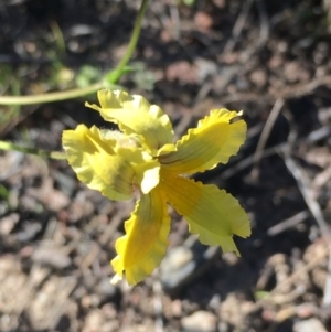 Goodenia paradoxa at Booth, ACT - 31 Oct 2021