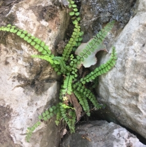 Asplenium trichomanes at Bungonia, NSW - 31 Oct 2021