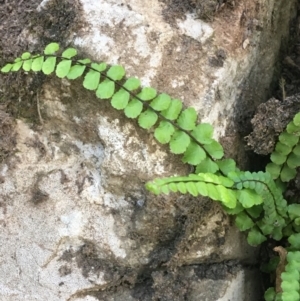 Asplenium trichomanes at Bungonia, NSW - 31 Oct 2021