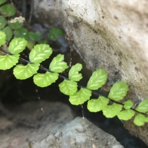 Asplenium trichomanes at Bungonia, NSW - 31 Oct 2021