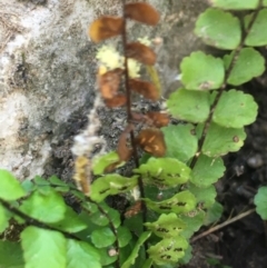 Asplenium trichomanes at Bungonia, NSW - 31 Oct 2021