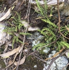 Asplenium trichomanes at Bungonia, NSW - 31 Oct 2021