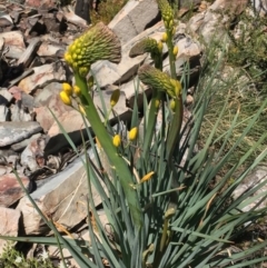 Bulbine glauca (Rock Lily) at Booth, ACT - 31 Oct 2021 by LOz
