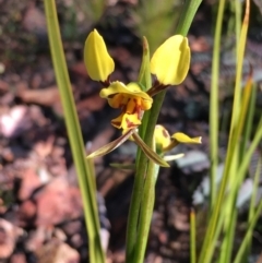 Diuris sulphurea (Tiger Orchid) at Namadgi National Park - 31 Oct 2021 by LOz