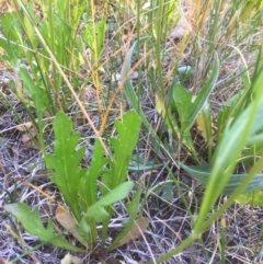 Goodenia pinnatifida (Scrambled Eggs) at Belconnen, ACT - 31 Oct 2021 by jgiacon