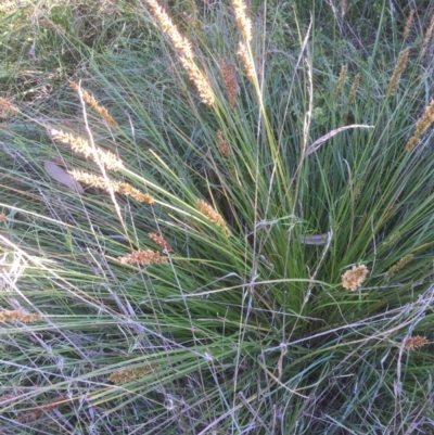 Carex appressa (Tall Sedge) at Belconnen, ACT - 31 Oct 2021 by JohnGiacon