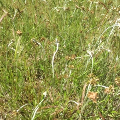 Euchiton japonicus (Creeping Cudweed) at Bruce, ACT - 31 Oct 2021 by JohnGiacon