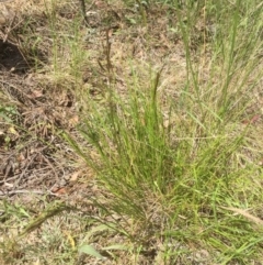 Unidentified Grass (TBC) at Belconnen, ACT - 30 Oct 2021 by jgiacon