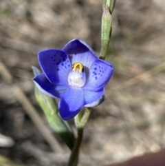 Thelymitra simulata (Graceful Sun-orchid) at Block 402 - 31 Oct 2021 by AJB