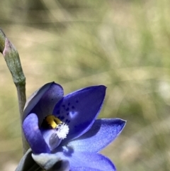 Thelymitra simulata at Stromlo, ACT - suppressed