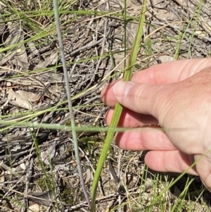 Thelymitra simulata at Stromlo, ACT - suppressed