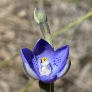 Thelymitra simulata at Stromlo, ACT - suppressed