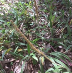 Plantago varia (Native Plaintain) at Belconnen, ACT - 29 Oct 2021 by JohnGiacon