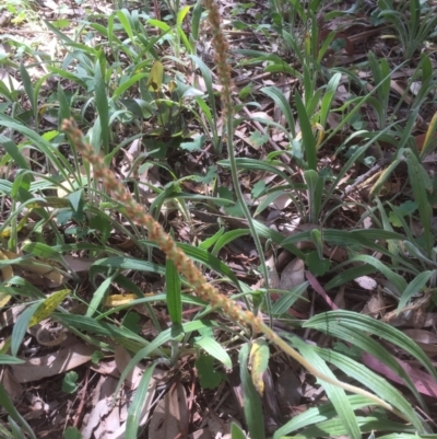 Plantago varia (Native Plaintain) at Belconnen, ACT - 29 Oct 2021 by JohnGiacon