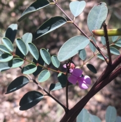 Indigofera australis subsp. australis (Australian Indigo) at Bungonia, NSW - 30 Oct 2021 by Ned_Johnston