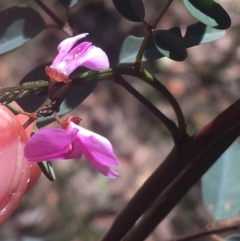 Indigofera australis subsp. australis at Bungonia, NSW - 31 Oct 2021