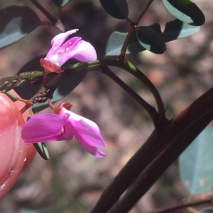 Indigofera australis subsp. australis at Bungonia, NSW - 31 Oct 2021