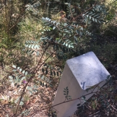 Indigofera australis subsp. australis at Bungonia, NSW - 31 Oct 2021