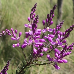 Comesperma ericinum at Gundaroo, NSW - 31 Oct 2021