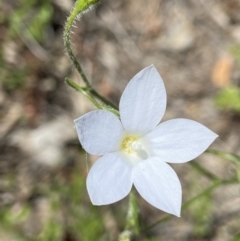 Wahlenbergia stricta subsp. stricta (Tall Bluebell) at Block 402 - 31 Oct 2021 by AJB