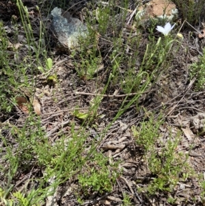 Wahlenbergia stricta subsp. stricta at Stromlo, ACT - 31 Oct 2021