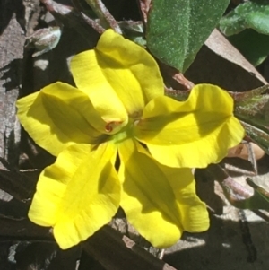 Goodenia hederacea subsp. hederacea at Bungonia, NSW - 31 Oct 2021 09:59 AM