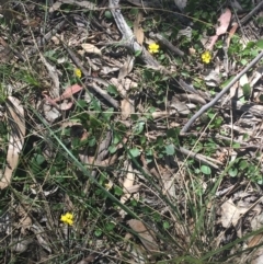 Goodenia hederacea subsp. hederacea at Bungonia, NSW - 31 Oct 2021 09:59 AM