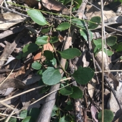 Goodenia hederacea subsp. hederacea at Bungonia, NSW - 31 Oct 2021 09:59 AM