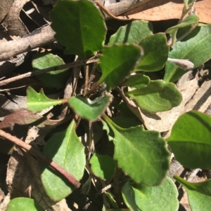 Goodenia hederacea subsp. hederacea at Bungonia, NSW - 31 Oct 2021 09:59 AM