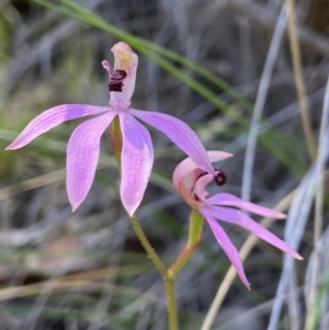 Caladenia congesta at Stromlo, ACT - 31 Oct 2021