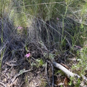 Caladenia congesta at Stromlo, ACT - 31 Oct 2021