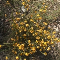 Dillwynia sp. at Bungonia State Conservation Area - 30 Oct 2021 by Ned_Johnston