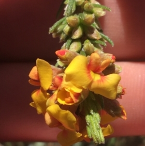 Dillwynia sp. at Bungonia, NSW - 31 Oct 2021 10:00 AM