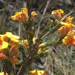 Dillwynia sp. at Bungonia, NSW - 31 Oct 2021