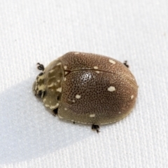 Paropsis aegrota (Eucalyptus Tortoise Beetle) at Hawker, ACT - 30 Oct 2021 by AlisonMilton