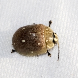 Paropsis aegrota at Hawker, ACT - 30 Oct 2021 11:07 AM