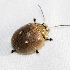 Paropsis aegrota at Hawker, ACT - 30 Oct 2021 11:07 AM