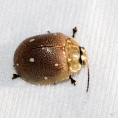 Paropsis aegrota at Hawker, ACT - 30 Oct 2021 11:07 AM