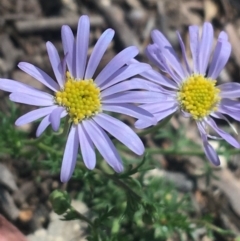 Brachyscome rigidula (Hairy Cut-leaf Daisy) at Bungonia National Park - 30 Oct 2021 by Ned_Johnston