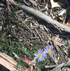 Brachyscome rigidula at Bungonia, NSW - 31 Oct 2021 10:10 AM