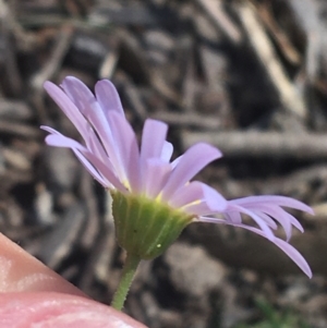 Brachyscome rigidula at Bungonia, NSW - 31 Oct 2021 10:10 AM